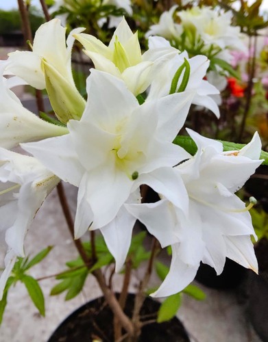Rhododendron mixtum