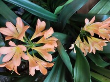 Clivia African Pastels x