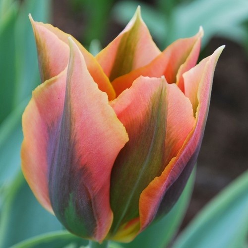 Viridiflora tulpen artist - tulpen,