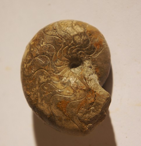 Pseudaganides nautilus weißer - pseudaganides,
