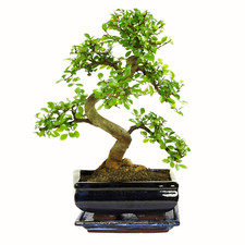 Bonsai Baum mit Keramik Blumentopf - Chinese Elm - ca. 8 Jahre ca. 32-40 cm hoch