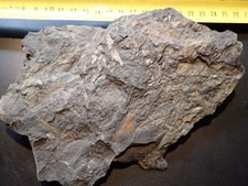 Farnreste  Karbon Fundort