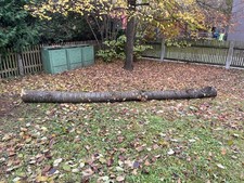 Kirschbaumstamm, Hochstamm