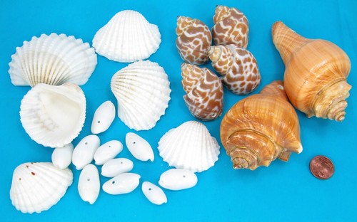 Muscheln schnecken gemischt - schnecken,