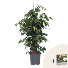 Geigenpflanze Ficus benjamina