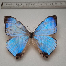 Morpho Sulkowski Männchen
