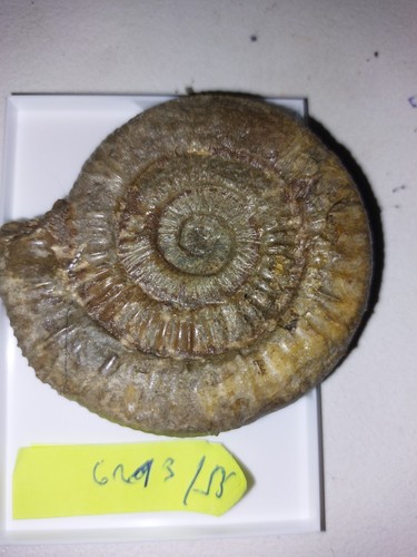 Ammonit dactiloceras sp - ,