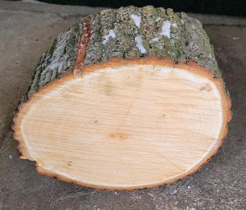 Baumscheibe von der - 🌳,