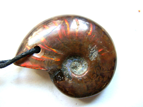 Rot opalisierender ammonit - opalisierender,