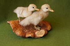 Ente, Entchen, Tierpräparat, Präparat