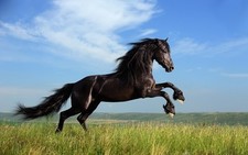 Ansichtskarte: springender schwarzer Hengst, schönes Pferdebild - black stallion