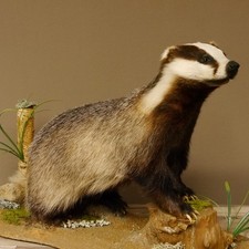 Dachs auf Deko Podest Tierpräparat Raubtier Präparat 89.10.114