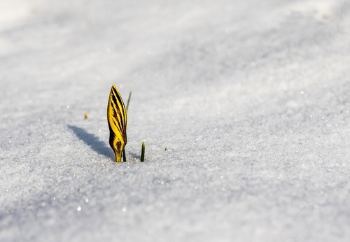 Winterharte eier krokusse - winterharte,