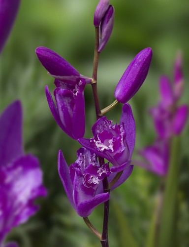 Bletilla shi ran dark - bletilla,