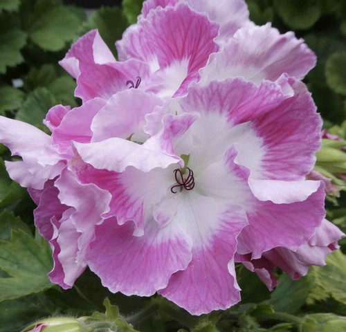 Pelargonie mon ami mit - pelargonie, ami,,
