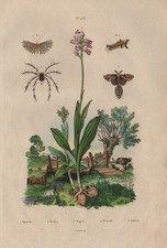 Ophrys Orchidee.Tussock