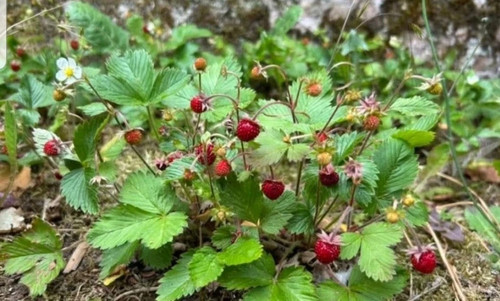 Stück walderdbeeren - stück,