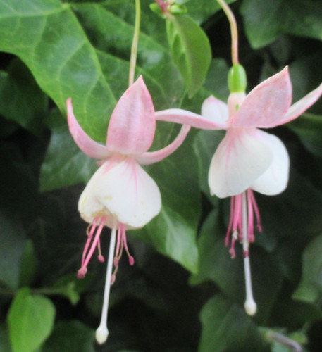 Fuchsien pflanze - fuchsien,