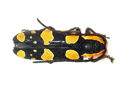 Coleoptera cerambycidae - coleoptera,,
