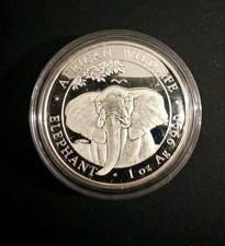 Somalia Elefant 2021