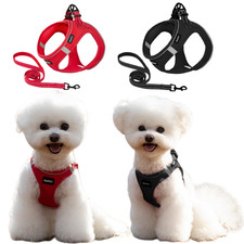 Rot/Schwarz Kleiner Hund