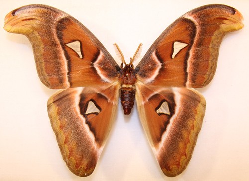Attacus atlas männchen 19 - männchen,,