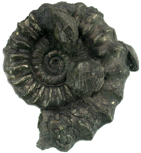 Lias echioceras raricostatum - lias,