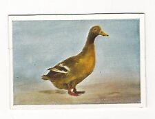 23/213  SAMMELBILD ENTEN ENTE - ORPINGTON-AND.