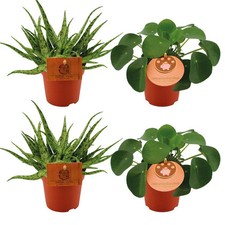 Aloe Spider + Pilea
