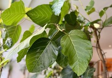 Ficus trichopoda - Steckling