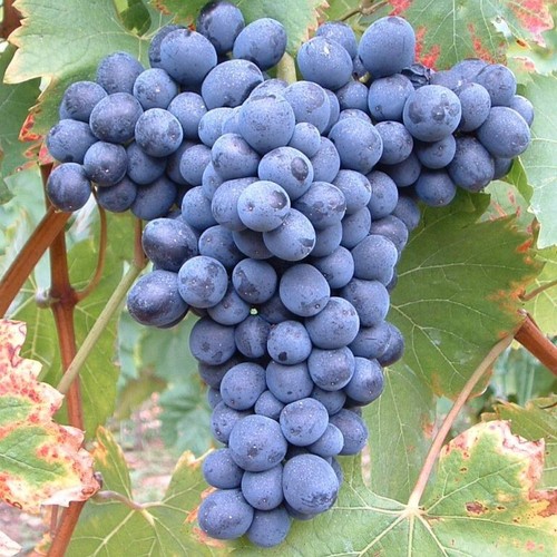 Weintraube solara dunkelblaue - weintraube,