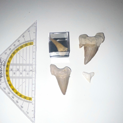 Haizahn fossil konvolut - konvolut, 4