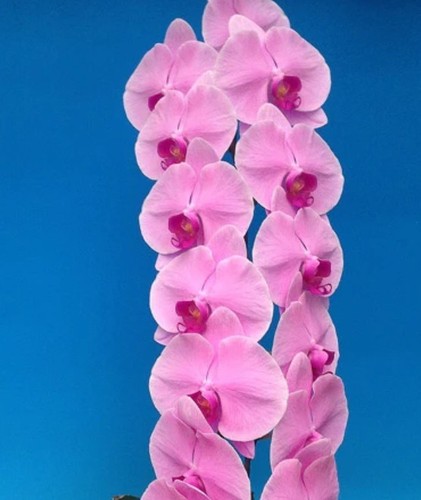 Orchidee phalaenopsis phal - phalaenopsis,
