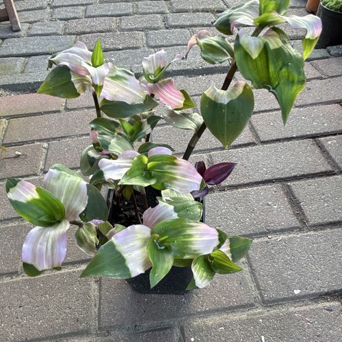 Tradescantia dreimasterblume - tradescantia,