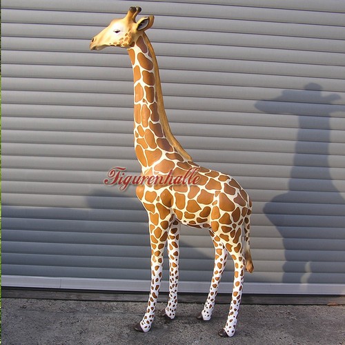 Giraffe afrik afrikanische - giraffe,