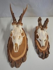 2 Geweihe Jagdtrophäen Rehbock auf Trophäenbretter