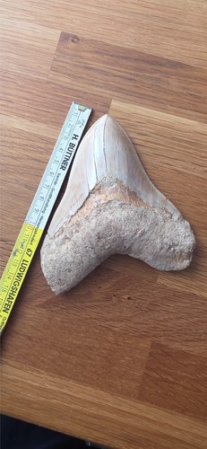 Riesiger megalodon zahn - riesiger,