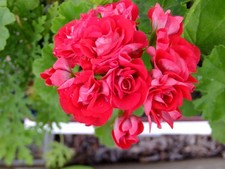 Rosenknospige Pelargonie rot