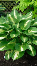 Sale1286 Hosta American Funkie