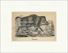 Wildschwein keiler - wildschwein,