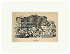 Wildschwein Keiler Allesfresser Eckzähne Jagdwild Bache Fell Holzstich E 20064