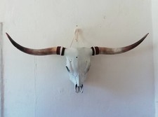 Unikat Longhorn Hochlandrinder