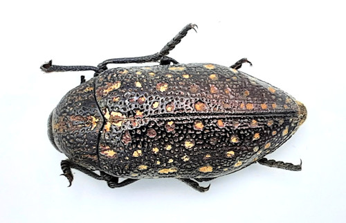 Buprestidae julodis a2 - buprestidae,,
