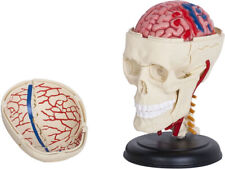 ANATOMIE-MODELL SCHÄDEL Schädelmodell Lernmodell Lehrmodell Lernen Kopf °NEU°