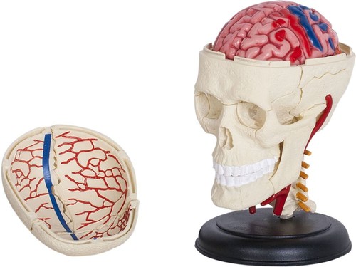 Anatomie modell schädel - anatomie-modell,