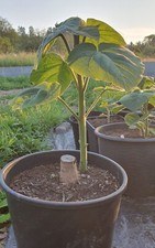 Blauglockenbaum, Kiribaum