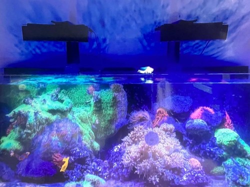 Meerwasser aquarium 500 - aquarium, l