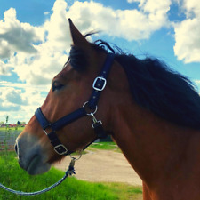Halfter Kaltblut Halfter für Pferde xfull Stallhalfter 2-fach verstellbar blau