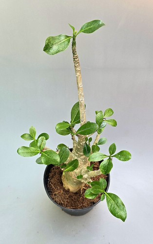 Adenium baobab wüstenrose - wüstenrose, mz5