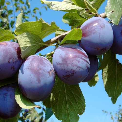 Pflaumenbaum hanita - pflaumenbaum,